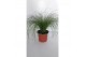 Stipa ponytails 