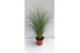 Stipa ponytails 