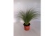 Stipa ponytails 
