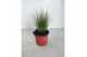 Stipa ponytails 