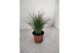 Stipa ponytails 