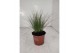 Stipa ponytails 