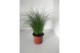 Stipa ponytails 