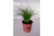 Stipa ponytails 