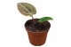 Anthurium anthurium besseae aff x zara x michelle zonder bloem bl. 