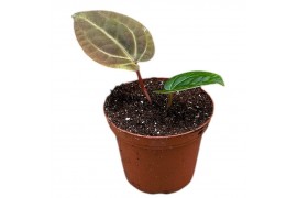 Anthurium anthurium besseae aff x zara x michelle zonder bloem bl.