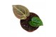 Anthurium anthurium besseae aff x zara x michelle zonder bloem bl. 
