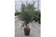 Olea europaea 