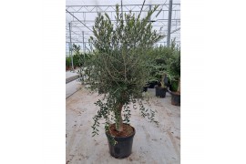 Olea europaea