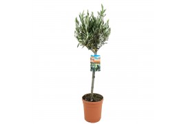 Olea europaea