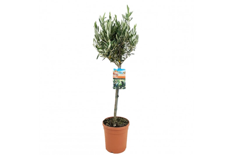 Olea europaea 