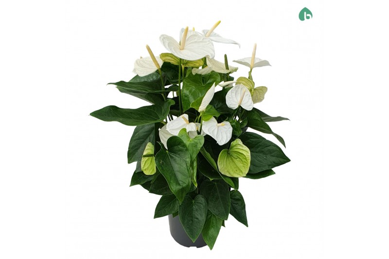 Anthurium andr. alaska 