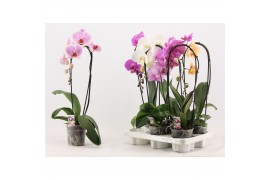 Phalaenopsis mix Phalaenopsis cascade 1 tak A2 6 bl. 1 tak/plnt