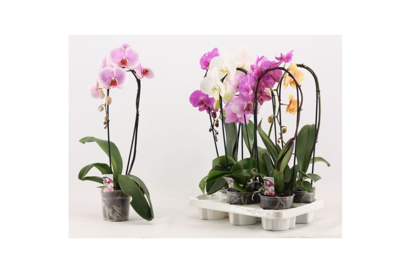 Phalaenopsis mix Phalaenopsis cascade 1 tak A2 6 bl. 1 tak/plnt 