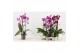 Phalaenopsis mix Phalaenopsis cascade 2 tak A2 12 bl. 2 tak/plnt 