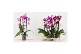 Phalaenopsis mix Phalaenopsis cascade 2 tak A2 12 bl. 2 tak/plnt