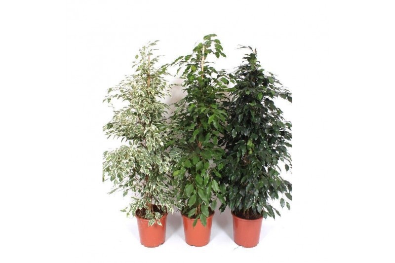 Ficus mix Ficus Mixkar 4 pp 