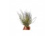 Tillandsia tillandsia magnusiana 1 bl. 