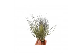 Tillandsia tillandsia magnusiana 1 bl.