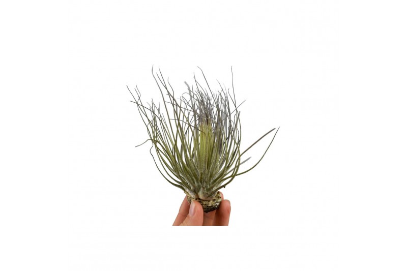 Tillandsia tillandsia magnusiana 1 bl. 