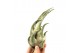 Tillandsia seleriana 101433 x10 