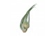 Tillandsia seleriana 101433 x10 