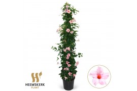 Mandevilla sanderi summerstar eagle eye Piramide