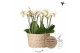 Phalaenopsis Kolibri Orchids Jungle - 6 tak White - Reed Basket 