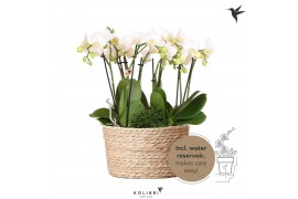 Phalaenopsis Kolibri Orchids Jungle - 6 tak White - Reed Basket