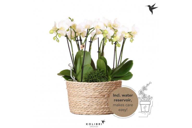 Phalaenopsis Kolibri Orchids Jungle - 6 tak White - Reed Basket 