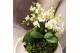 Phalaenopsis Kolibri Orchids Jungle - 6 tak White - Reed Basket 