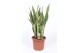 Sansevieria trifasciata laurentii 