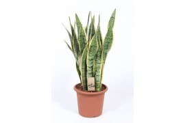 Sansevieria trifasciata laurentii