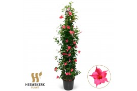Mandevilla sanderi summerstar pink Piramide
