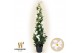 Mandevilla sanderi summerstar white Piramide 