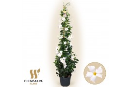 Mandevilla sanderi summerstar white Piramide