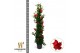 Mandevilla sanderi summerstar red Piramide 