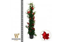 Mandevilla sanderi summerstar red Piramide