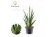 Sansevieria cylindrica inferno 