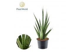 Sansevieria cylindrica inferno