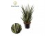 Sansevieria cylindrica sem 