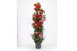 Mandevilla Mandevilla 4 kleuren p32 Piramide