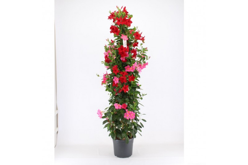 Mandevilla Mandevilla 4 kleuren p32 Piramide Mandevilla Mandevilla 4 kleuren p32 Piramide