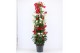 Mandevilla Mandevilla Rood en Wit in 1 pot 