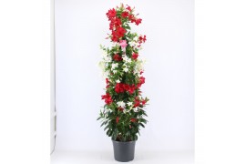 Mandevilla Mandevilla Rood en Wit in 1 pot