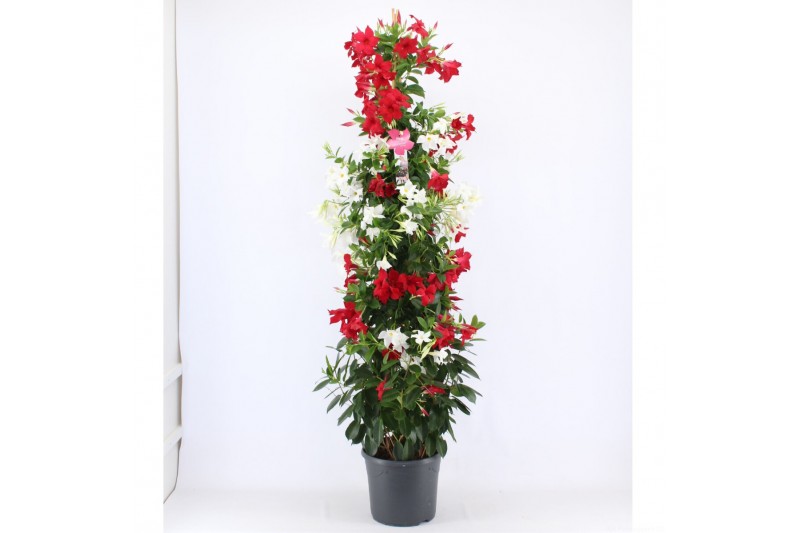 Mandevilla Mandevilla Rood en Wit in 1 pot 
