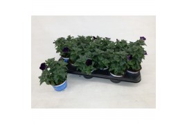 Petunia alpe tunia purple