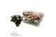 Hydrangea macr. magical revolution Roze 5-6 Bloem 