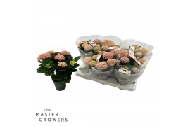 Hydrangea macr. magical revolution Roze 5-6 Bloem