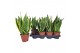 Sansevieria trifasciata futura superba 